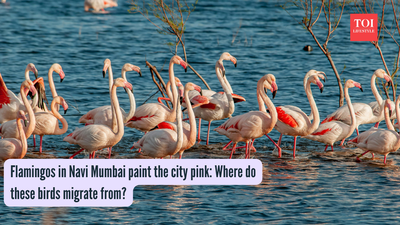 Flamingos in Navi Mumbai paint the city pink: Where do these birds migrate from? |