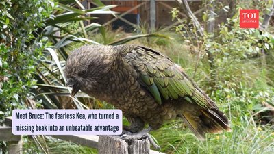 Meet Bruce: The fearless Kea, who turned a missing beak into an unbeatable advantage