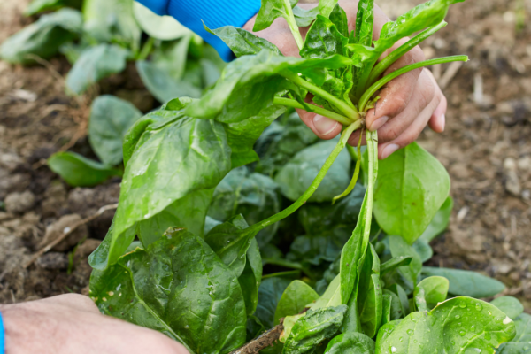 How to grow spinach at home faster than you think: Simple step-by-step guide for beginners