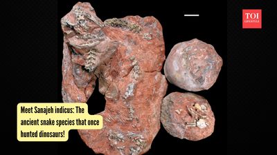 Meet Sanajeh indicus: The ancient snake species that once hunted dinosaurs!