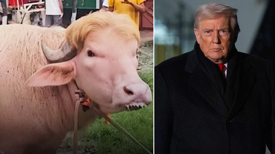 'Poor thing': Iran mocks Donald Trump as viral buffalo resembling him loses appetite