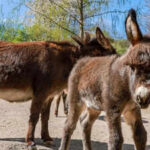 Brazil races to lab-grow donkey collagen as China’s chase for youth pushes species toward collapse