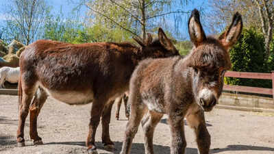 Brazil races to lab-grow donkey collagen as China’s chase for youth pushes species toward collapse