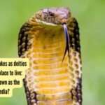 From revering snakes as deities to giving them a place to live: Which place is known as the Snake Village of India?