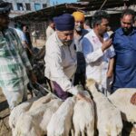 Delhi government monitors transportation, sale and sacrifice of animals ahead of Eid