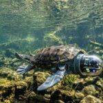 15-year-old Canadian boy built a robotic turtle that can detect underwater environmental threats with 96% accuracy