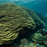 Over 2,050 years old: Meet the massive coral that predates the Roman empire
