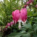 These garden perennials bloom from spring to frost and come back every year
