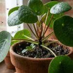 Why do tiny flies keep coming back to your plants, no matter what you do |