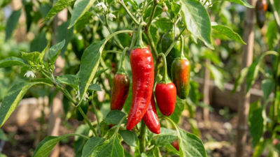5 plants that are secretly destroying your pepper garden this season