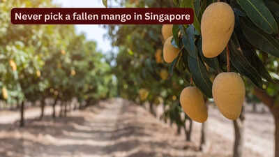 Never pick a fallen mango in Singapore or this could happen; what first-time travellers need to know about the country’s strict 'fruit rules'