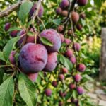 9 fruit trees you can grow in a small yard or patio