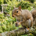 Squirrels wrecking your garden? This fragrant herb is all you need