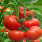 Growing tomatoes this season? Here's what you need to know before you plant |