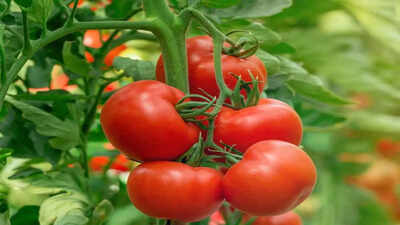 Growing tomatoes this season? Here's what you need to know before you plant |