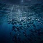 The ocean's biggest secret happens while you are asleep