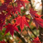 Most people skip these Japanese maple care steps in May and regret it all summer |
