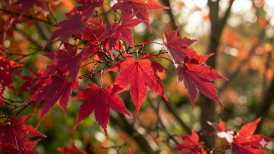 Most people skip these Japanese maple care steps in May and regret it all summer |
