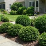 Why smart homeowners are ditching flowers for small shrubs this year |