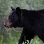 27-year-old Indian man killed in rare bear attack in Canada; last fatal incident reported 6 years ago