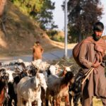 Kashmir nomads file ‘atrocity’ complaint after demolition of their houses