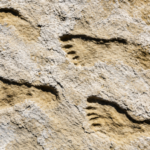 23,000-year-old footprints in New Mexico changed everything scientists believed about the first Americans