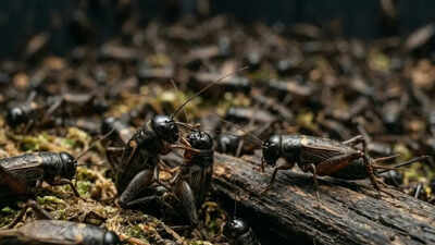 370 billion crickets farmed every year may actually feel pain, shocking new study suggests