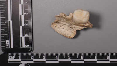 400,000-year-old teeth unearthed: Mysterious fossil evidence hints at a lost chapter of human connection