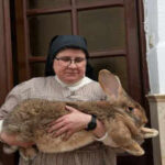 How Spanish Nuns are saving a rare giant rabbit breed from the brink