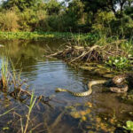 6 most snake-filled places around Ontario’s waters