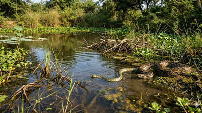 6 most snake-filled places around Ontario’s waters