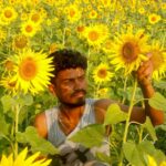 MSP hike for Kharif  crops: Cabinet raises support prices for 14 crops, sunflower and cotton see biggest jump