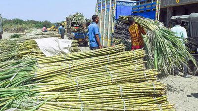 Sugarcane price hike: Govt raises FRP to Rs 365/quintal for 2026-27, farmers to benefit from higher returns