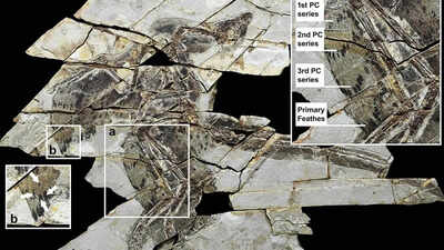 A 160-million-year-old ‘technicolour’ dinosaur fossil discovered in China with four wings and bird-like feathers