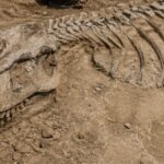 A casual dog walk in France led a man to one of the biggest dinosaur discoveries