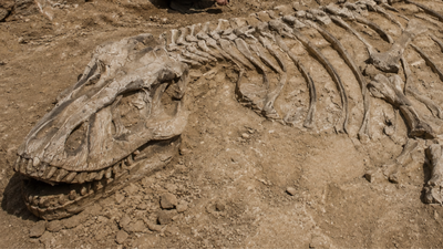 A casual dog walk in France led a man to one of the biggest dinosaur discoveries