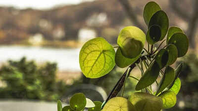 A plant that “does math”: Scientists uncover hidden Voronoi patterns inside Chinese money plant leaves
