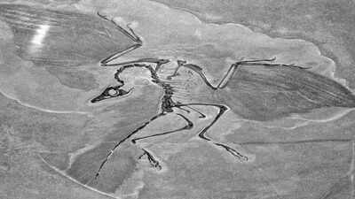 In 1861, a single feather found in a limestone quarry became the fossil that bridged the gap between dinosaurs and birds