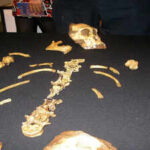 In 2008, a nine-year-old boy chasing his dog tripped over a rock and found a lost ancestor of the human race