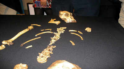 In 2008, a nine-year-old boy chasing his dog tripped over a rock and found a lost ancestor of the human race