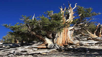 Why the 5,000-year-old Bristlecone Pine forgot how to age