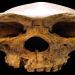 In 1921, a miner’s dynamite blast in Zambia unearthed a face that rewrote the map of human evolution
