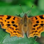 Plant these two stunning flowers in May and watch butterflies flock all summer