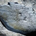 Scientists stunned after 330-million-year-old shark teeth discovered from Ireland’s ancient limestone