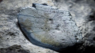 Scientists stunned after 330-million-year-old shark teeth discovered from Ireland’s ancient limestone