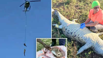 Dramatic river rescue in South Africa: Missing businessman’s remains are found inside 15-foot crocodile | Watch
