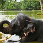 Karnataka’s Dubare Elephant Camp tragedy: 5 rules to follow in the presence of wildlife