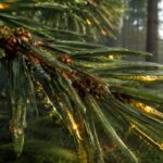 Gold growing on leaves? Scientists uncovered a strange forest phenomenon in Finland