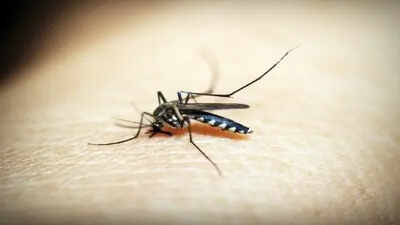 The malaria map: How a 74,000-year war with a tiny parasite forced humanity to rearrange the world