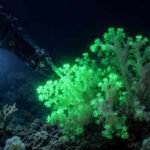 Hidden inside the Pacific: This newly discovered coral flashes green when disturbed by deep-sea robots